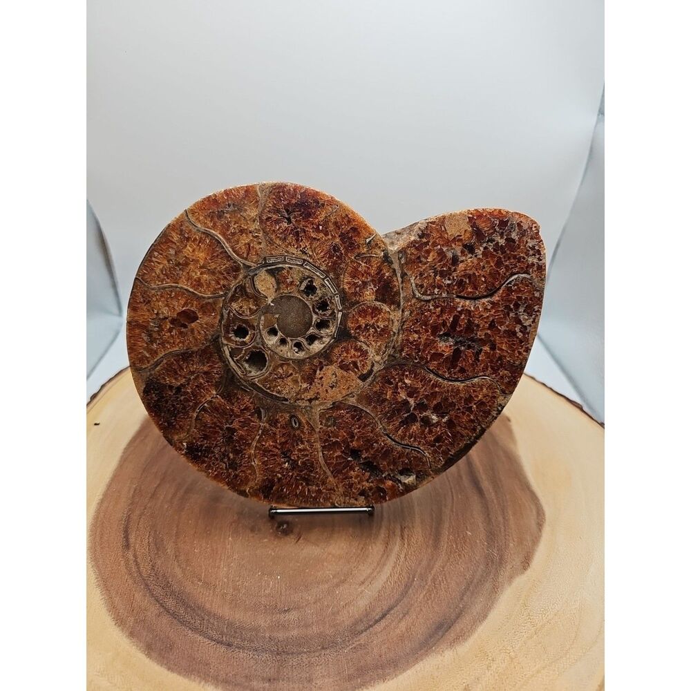 2.36LB Rare! Natural Ammonite Fossil Specimen Shell Madagascar - CrystalCloud Co